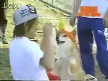 末っ子と犬と次男