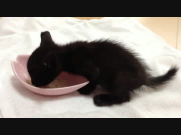 黒猫サーシャ　Part6　初めての食事