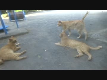 【公園猫戦争】トラ猫ファミリーの夏の決起集会に密着