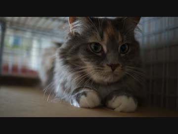 【#277】 あそぶあそぶ　【猫万歳】