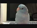 インコ★マメルリハ眠いの眠いのぉ...とんでけーっ！