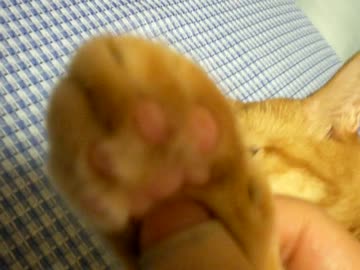 拾いねこ＠生後769/736日　アコにょんのにくきゅう！