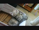 猫に鈴ちりん催眠術をかけてみた