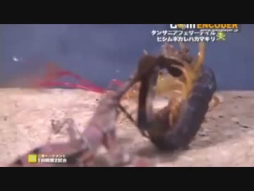 虫皇帝　カマキリの戦い　その６