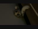 すこしおばかなぽよちゃん