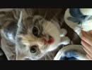 あまえんぼうなぽよちゃん