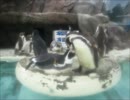 ペンギンさんの毛づくろい３～魚津水族館編～