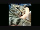 腕をめっちゃ舐めてくる猫