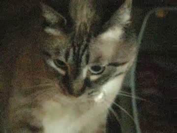 ジャンくんの家猫生活２年８ヶ月　野生を思い出す？