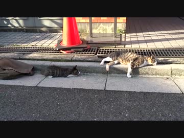 早朝からハイテンションな野良子猫を観察してみた