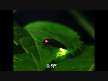 【オリジナル曲】 蛍狩り 【インスト】