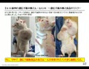 【維新の大阪府議が女子中学生をLINEで脅迫(3/3)】珍説強弁の栩内香澄美