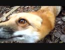 Fox go FLOOF