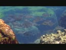 シュノーケリング天国　式根島　水深15cmから見た世界