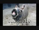 【かぴばらBBS】メシア ロバ じゃにーずめっしゃー めっしゃーぷーん