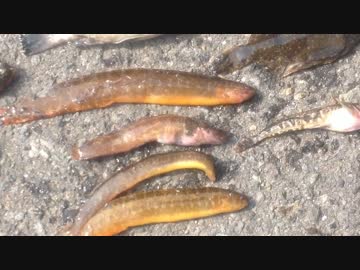 【苫小牧】　北海釣り日記　part02　【ハモ狙い】