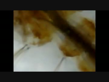 とある生物を５００倍で観察してみた・・・・・