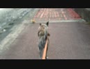 【秋田犬】　鶴と海と海くん　【海くん】