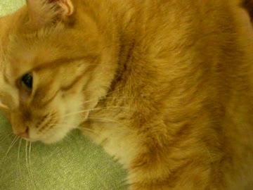 拾いねこ＠生後771/738日　またこけました(´･ω･`)