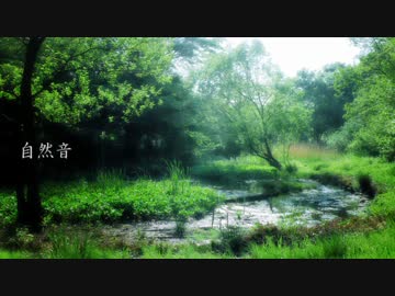 【自然音】 森の野鳥と蛙