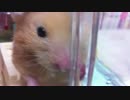 【第9回】キンクマハムスター「ひま」、 お外出たいお（ ＾ω＾）！