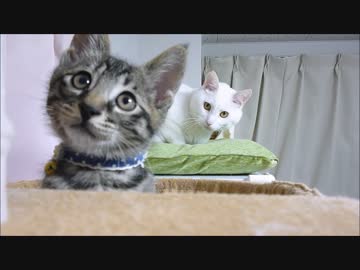 子猫保護日記21　くらえ！猫パンチ