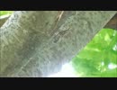 【セミの声】移動しながら鳴くツクツクボウシ