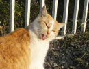 【ぬこにゃんこ♪】 メタボ猫を訪ねて。2008年2月