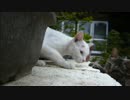 とある田舎の猫事情　～またたびカオス編２～