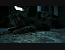 とある田舎の猫事情　～キジトラ２号モフり編～