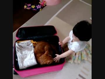 スーツケースを取り合う猫と０歳児(９ヶ月)