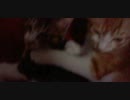 猫2014年8月