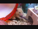 【第10回】キンクマハムスター「ひま」、 かじり木(ﾟдﾟ)ｳﾏｰ！