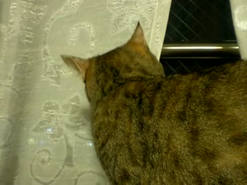 拾いねこ＠生後772/739日　雷雨の外を眺める月音さん