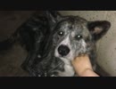 【秋田犬】雷雨のとき、海くんは…【海くん】