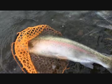 ゆっくり魚釣り研究記録 ファイル5