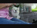 天然癒し系猫「イチ」の芸人魂に火がついた。【魚くれくれ野良猫】