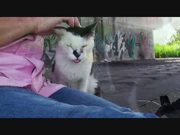 天然癒し系猫「イチ」の芸人魂に火がついた。【魚くれくれ野良猫】