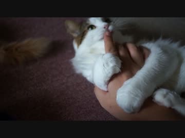 【#278】 もふってみた　【猫万歳】