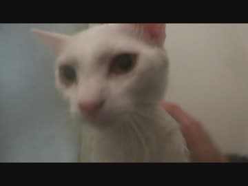 【宇宙猫】保護猫をシャンプーしてみた