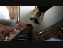 チャンス（小松未歩）　連弾してみた