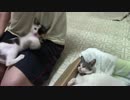 【生後約126日】きょうの仔猫_薩摩’ｓ【蒼民家の猫々】