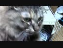 きょうの【蒼民家の猫々】