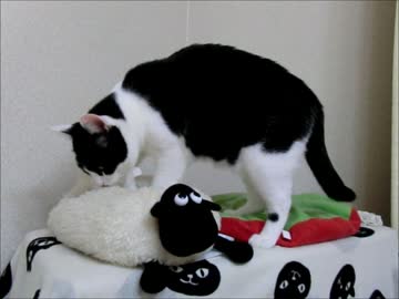 ひつじのショーンを揉みほぐす猫