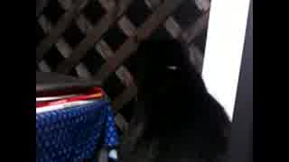 ヒメと夜の虫