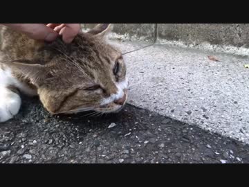 屈強なオス猫、子猫たちの前で失われた威厳を取り戻す