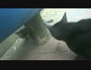 【キジトラ地獄】キジトラ一家VS黒猫婆さん、全面戦争の結末