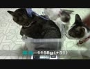 【生後約127日】きょうの仔猫_薩摩’ｓ【蒼民家の猫々】