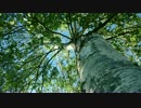【4K】　三次　ニコニコベンチマーク（短）　【軽量版】