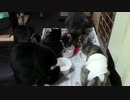 こんしゅうのおやつ【蒼民家の猫々】
